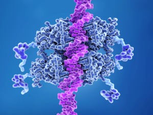 p53 prevents cancer formation and acts as a guardian of the genome. Mutations in the p53 gene contribute to about half of the cases of human cancer.