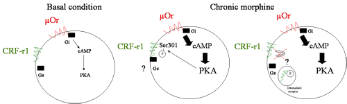 Schematic diagram showing potential ways in which opiates sensitize LC neurons to CRF. Left: LC neurons without morphine